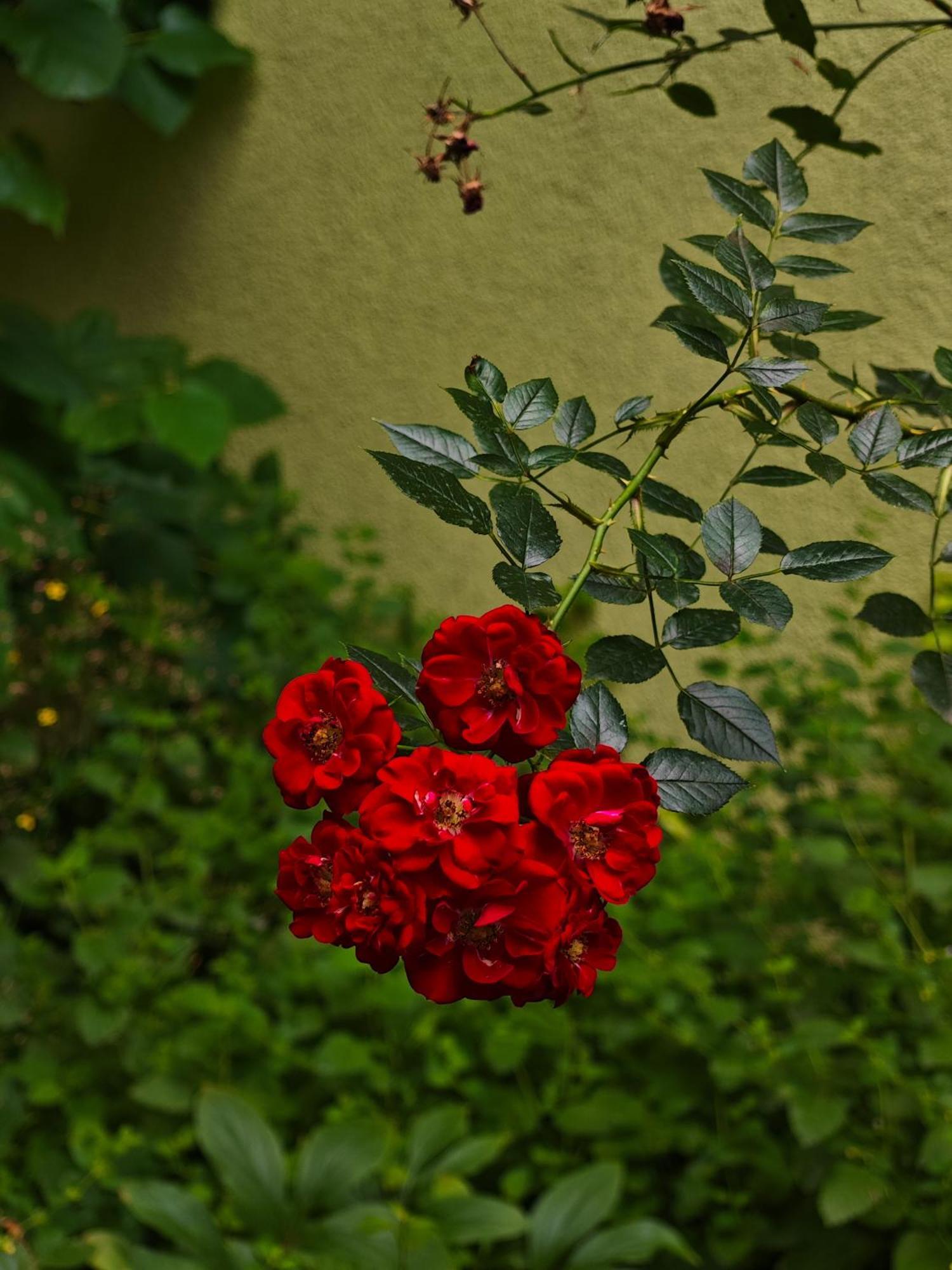 Apartament Vintage With Garden View