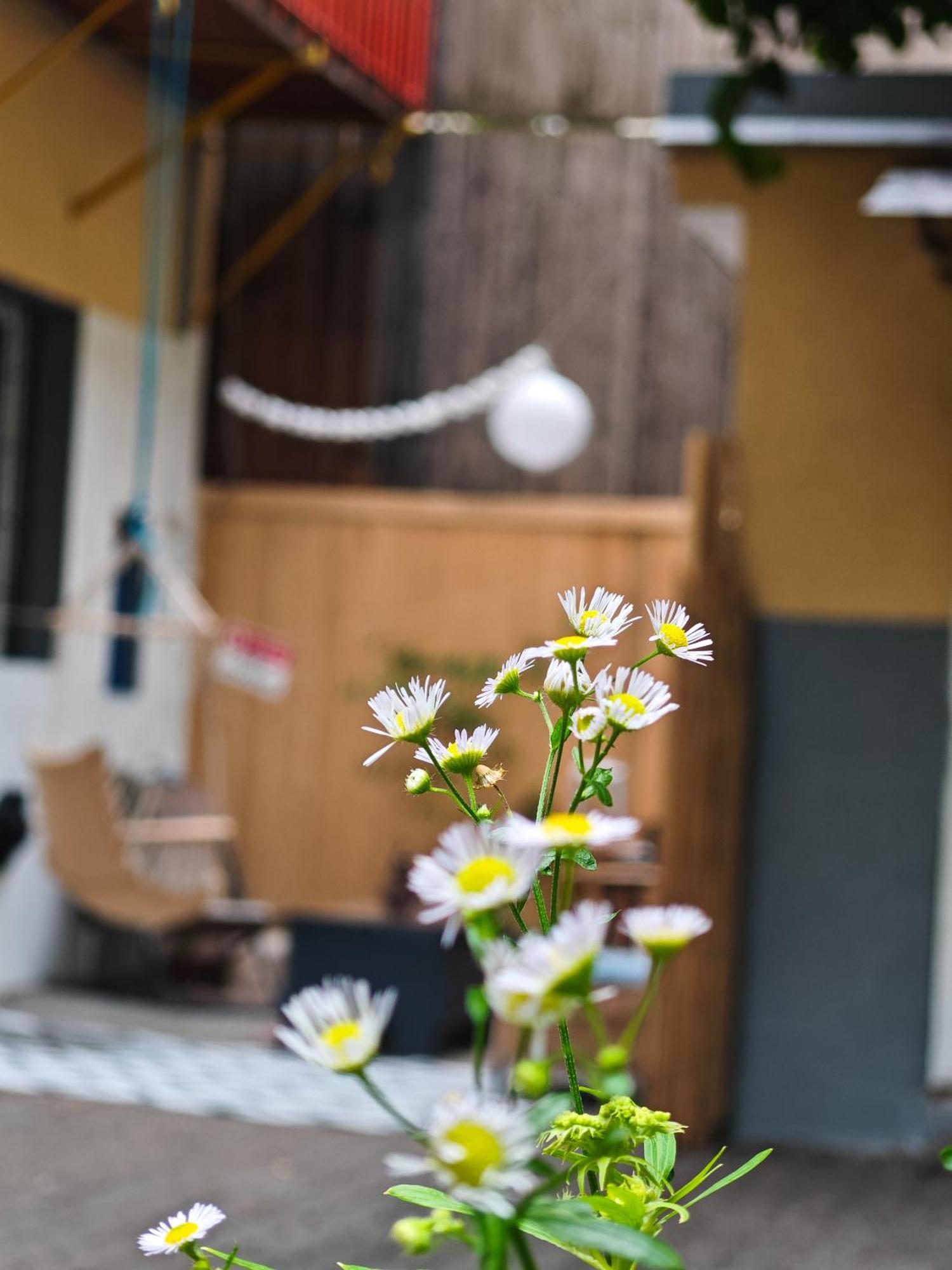 Apartman Vintage With Garden View *