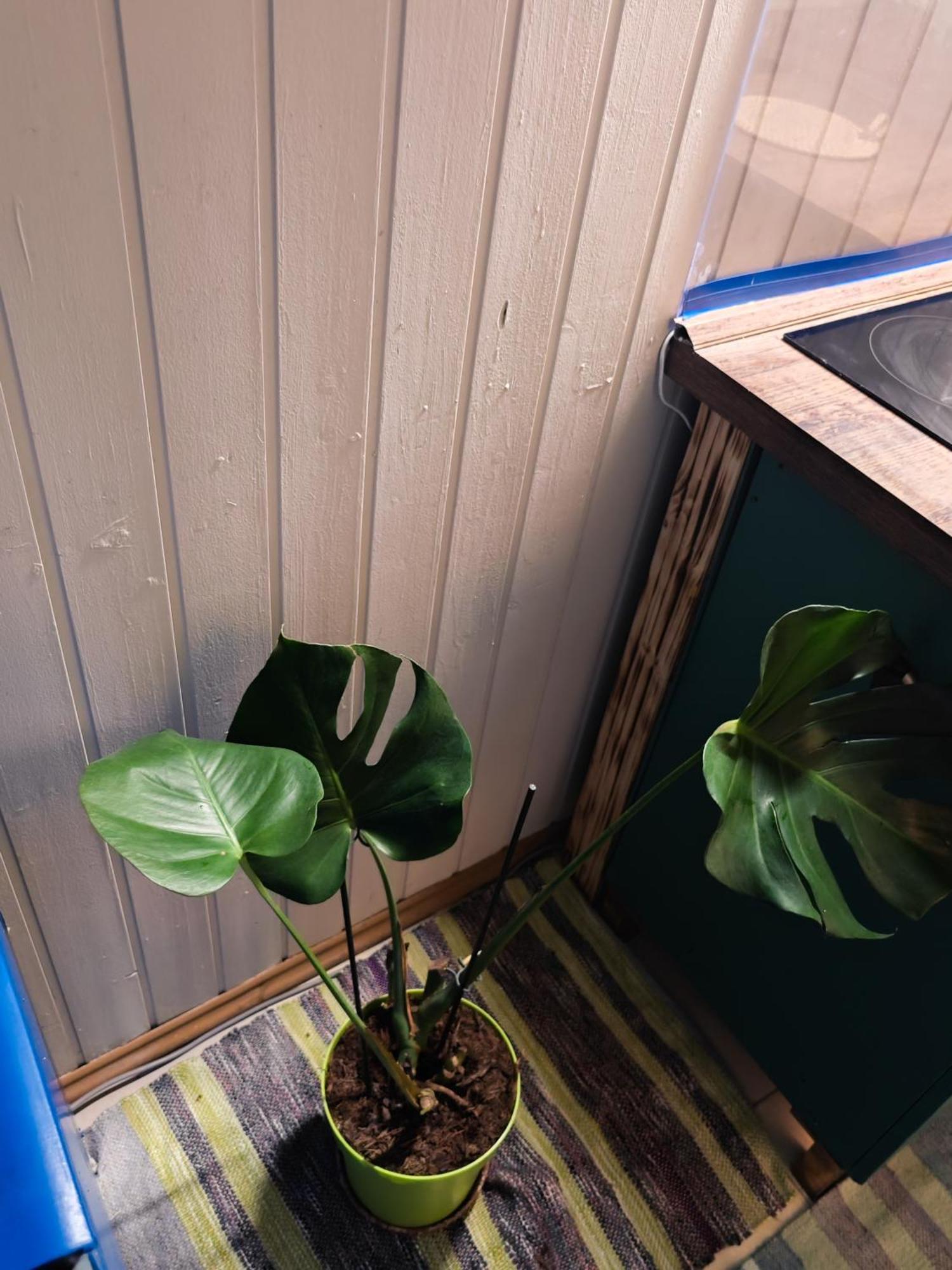 Apartament Vintage With Garden View